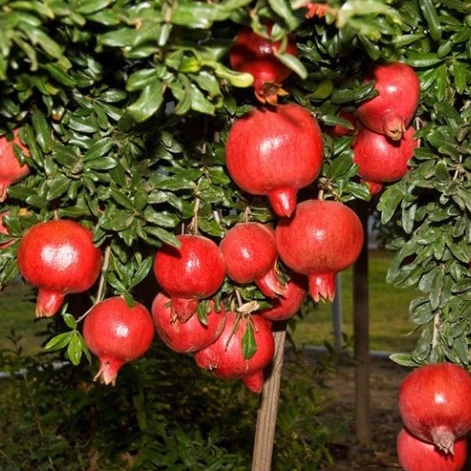 Lựu Đỏ Ấn Độ_thumbnail_1