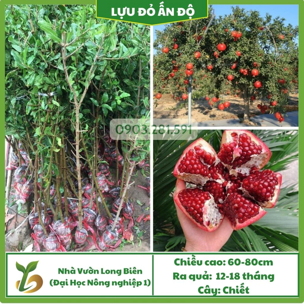 Lựu Đỏ Ấn Độ