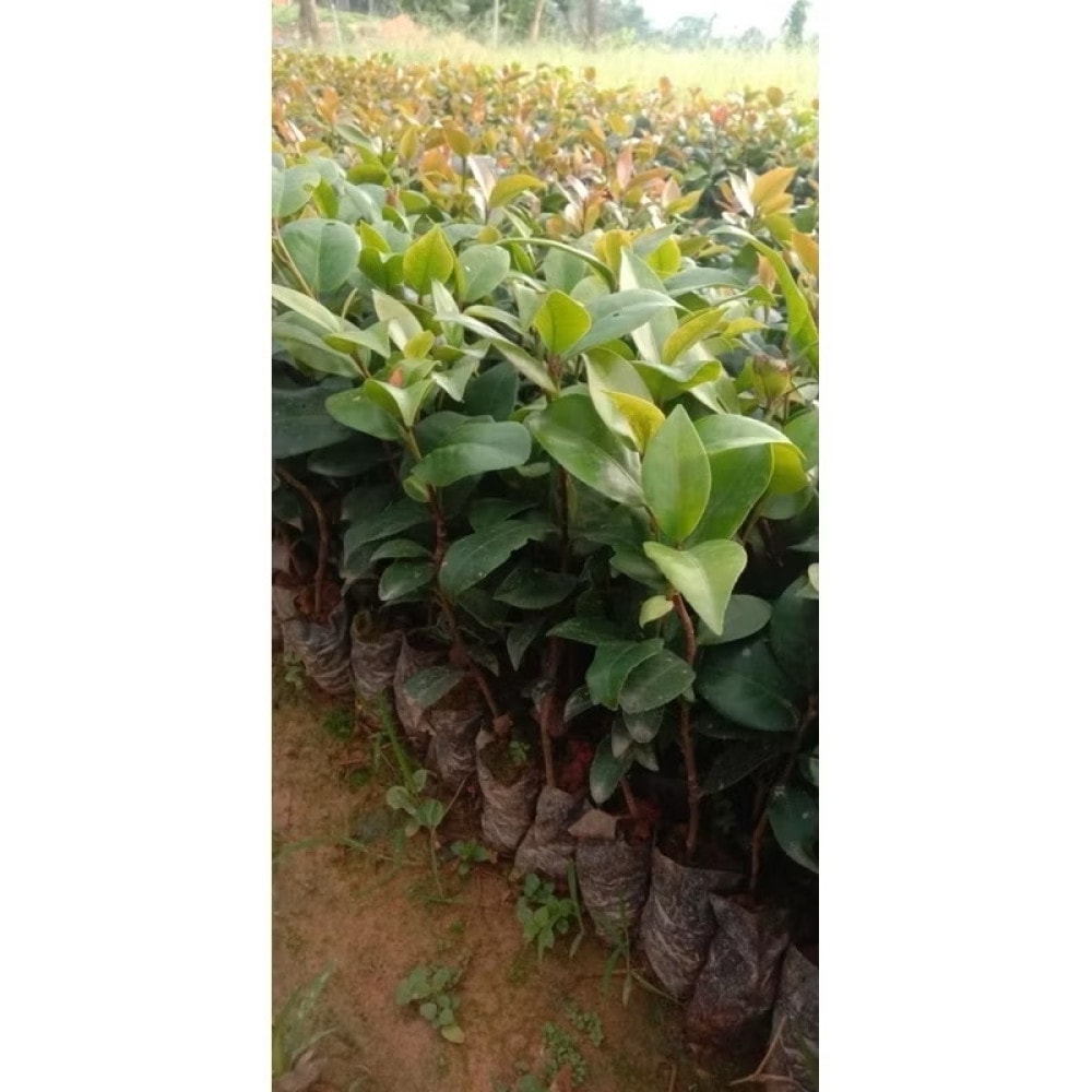product-image-preview