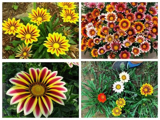 Product image - Hạt Hoa Cúc Huân Chương