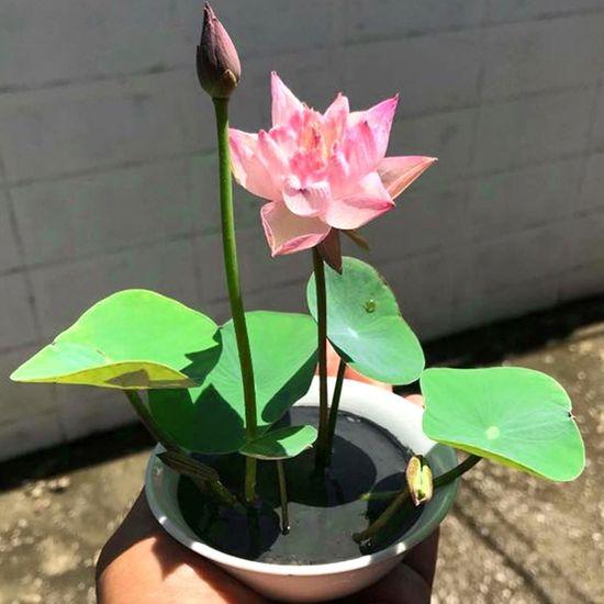 Product image - Hạt giống sen mini nhật