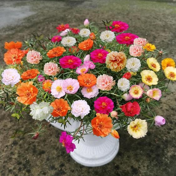 Product image - Hạt giống hoa 10h mỹ kép