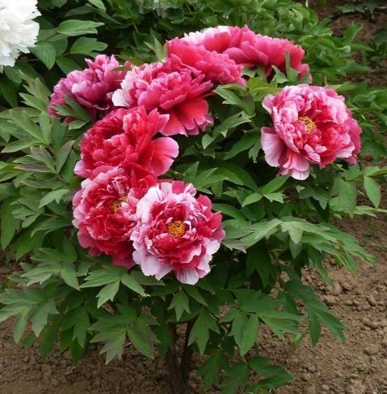 Product image - Hạt giống Mẫu Đơn Cánh Kép