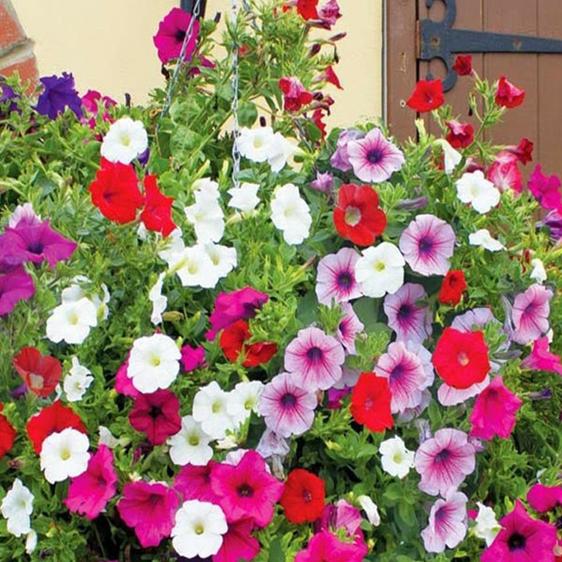 Product image - Hạt hoa dạ yến thảo