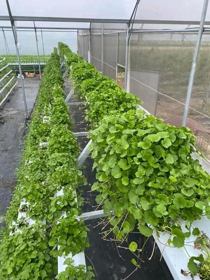 Product image - Hạt Giống Rau Má Ta Lá Nhỏ