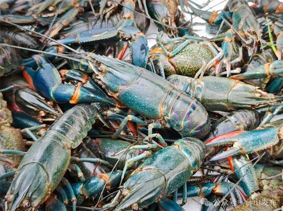 Product image - 🦞🦞🦞Starter Trio Package