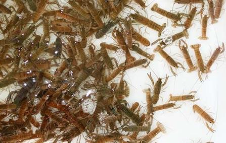 Product image - 🦞🦞🦞Crayfish Juvenile Kit (50Pcs) ungendered