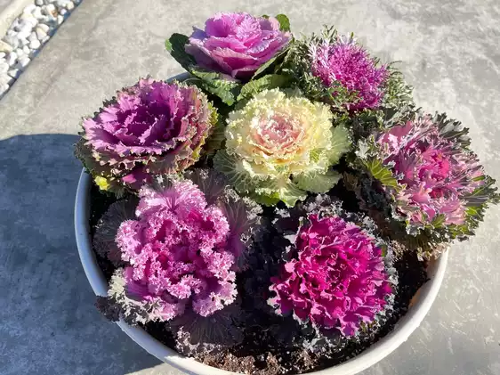 Product image - Hạt Bắp Cải Hoa Hồng