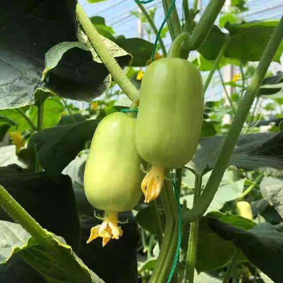 Product image - Hạt Giống Dưa Chuột Ngọc Nữ