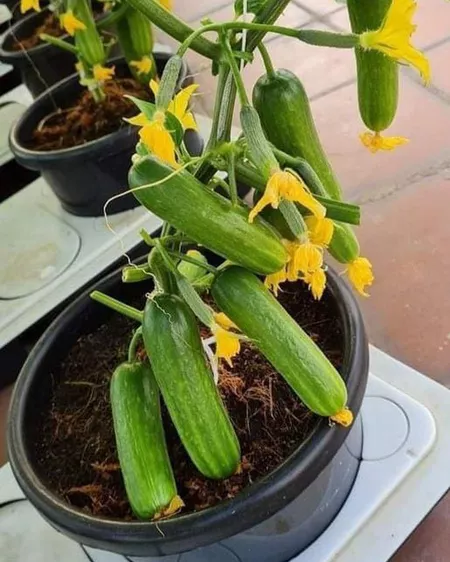 Product image - Dưa Chuột Siêu Trái (Giống Nếp)