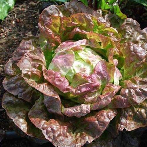 Product image - A36 - Hạt giống Xà Lách Cuộn Tím F1