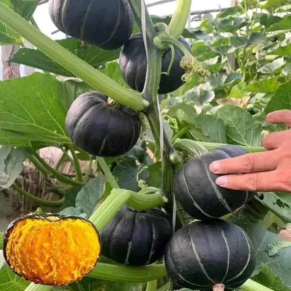 Product image - Hạt Giống Bí Bơ Hạt Dẻ