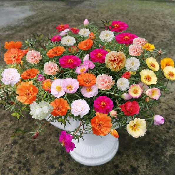 Product image - Hạt giống hoa 10h mỹ kép