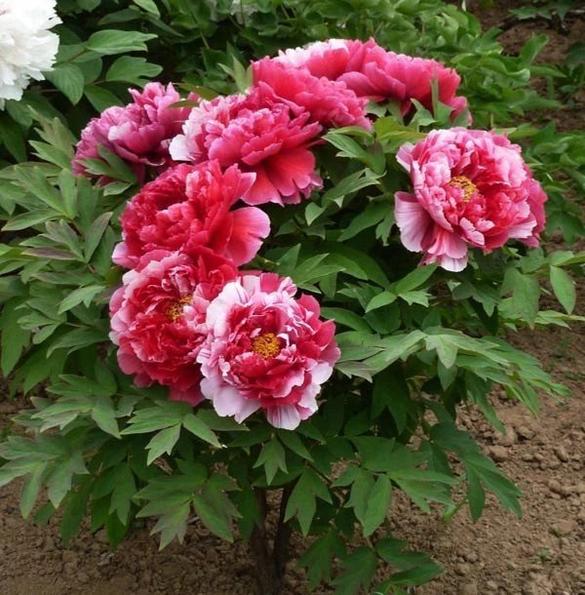 Product image - Hạt giống Mẫu Đơn Cánh Kép