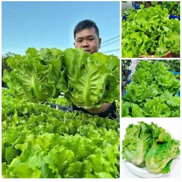 Product image - Hạt Xà Lách Xanh 4 Mùa