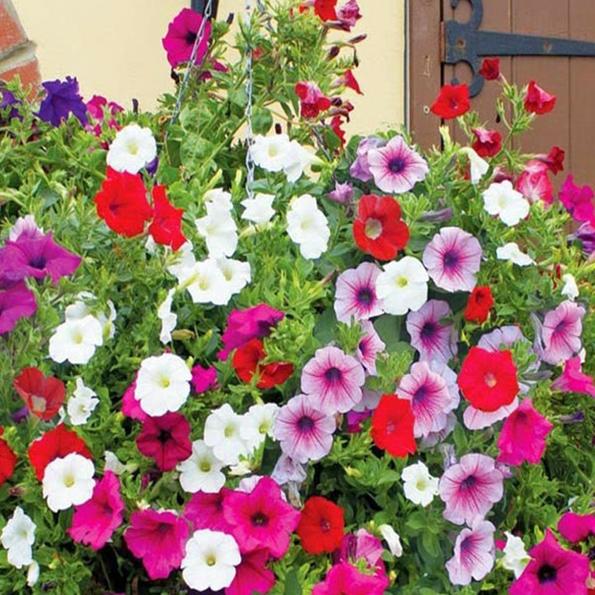 Product image - Hạt hoa dạ yến thảo