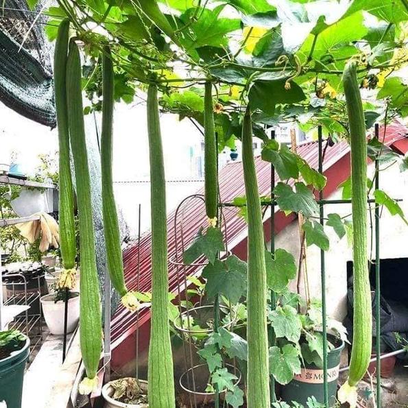 Product image - Hạt Mướp Hương Siêu Dài