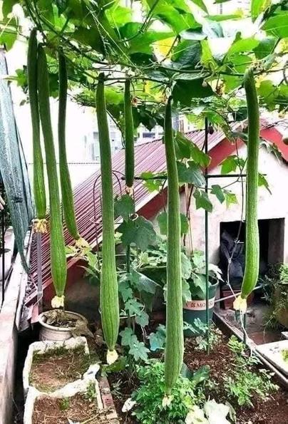 Product image - B51 - Hạt giống Mướp Hương Siêu Dài F1