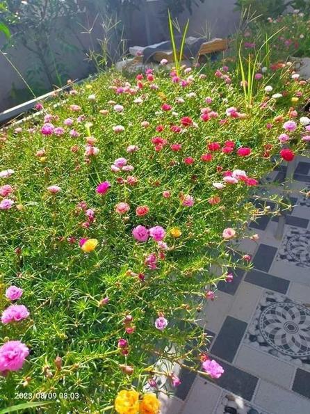 Product image - Hạt giống Hoa Mười Giờ Mỹ