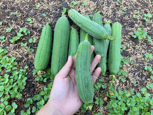 Product image - Hạt giống Mướp Hương Baby thơm HƯƠNG XƯA