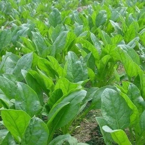 Product image - Hạt giống Cải Bó Xôi