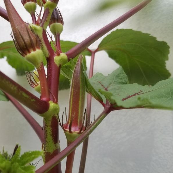 Product image - Hạt giống Đậu Bắp Đỏ