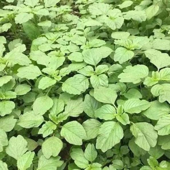 Product image - Hạt giống Rau Dền Xanh Lá Nhọn