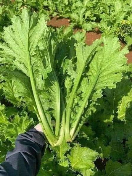 Product image - Hạt giống Cải Mèo ngọt Hà Giang