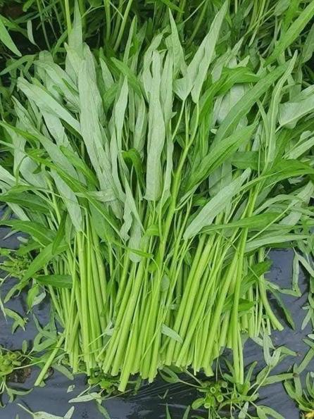 Product image - Hạt giống Rau Muống Lá Tre