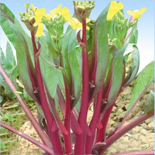 Product image - Hạt giống Cải Ngồng Tím