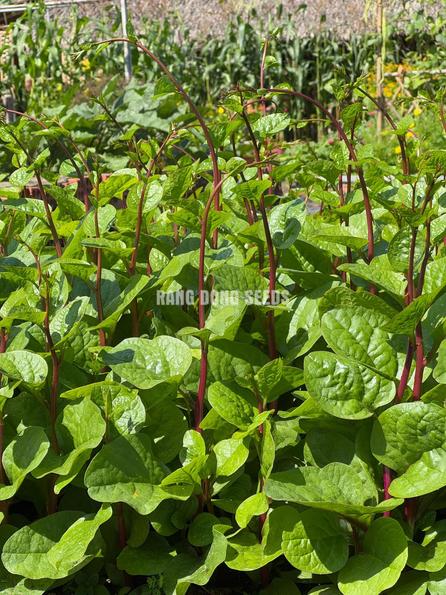 Product image - Hạt giống Mồng Tơi Đỏ