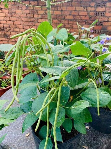 Product image - Hạt giống Đậu Đũa Xanh