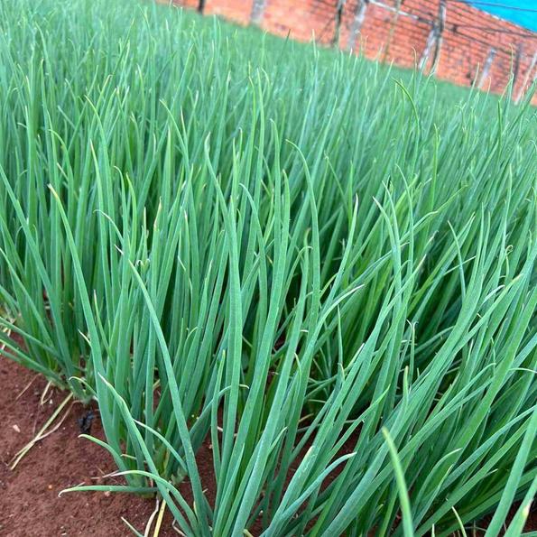 Product image - Hạt giống Hành Lá