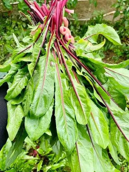 Product image - Hạt giống Bồ Công Anh Tím