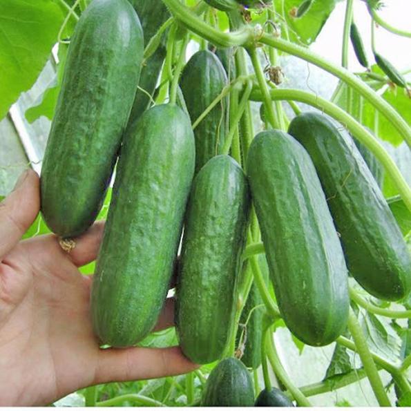 Product image - Hạt giống Dưa Leo Chùm Gai - Dưa Chuột Chùm Gai