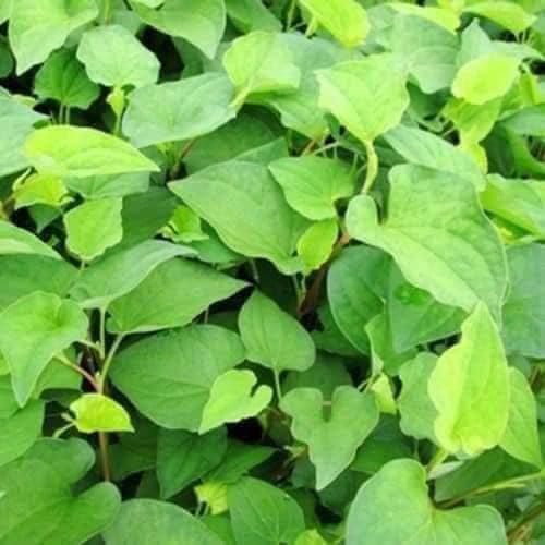 Product image - Hạt giống Rau Diếp Cá