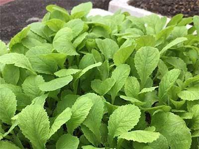 Product image - Hạt giống Cải Xanh Ăn Non