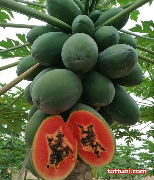 Product image - Hạt giống Đu Đủ Lùn - Ruột Đỏ