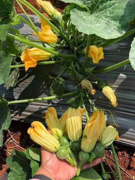 Product image - Hạt giống Bí Siêu Nụ