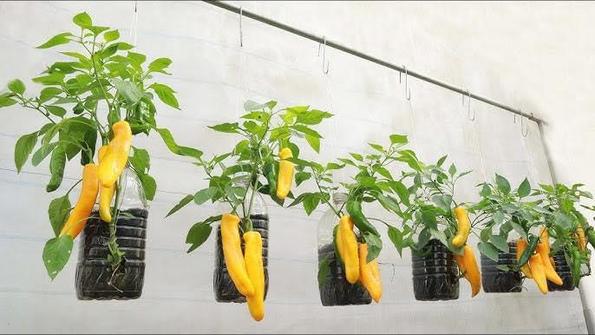 Product image - Hạt giống Ớt Sừng Ngọt Palermo