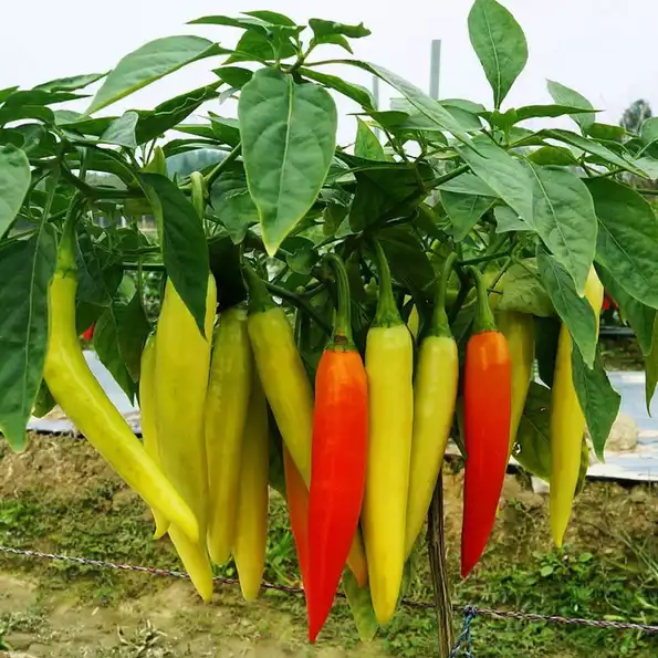Product image - B64 - Hạt giống Ớt Huế F1