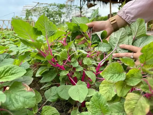 Product image - Hạt giống Rau Dền Hồng