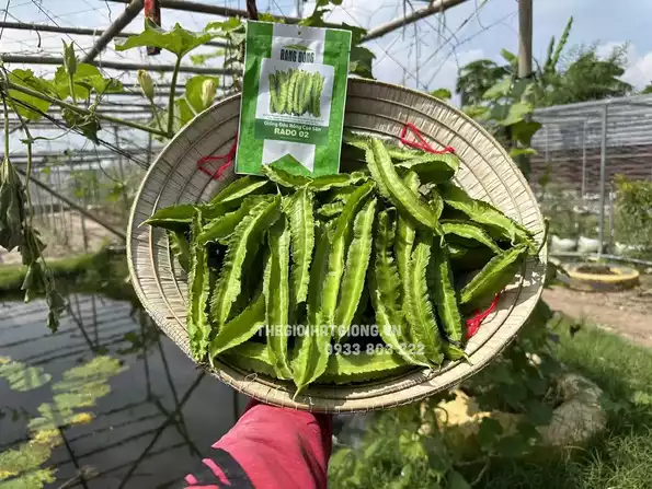 Product image - Hạt giống Đậu Rồng Cao Sản