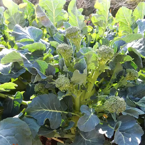 Product image - Hạt giống Súp Lơ Xanh Baby - Bông Cải Xanh BABY