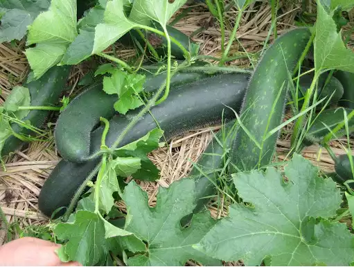 Product image - Hạt giống Bí Đao Xanh Trái Dài