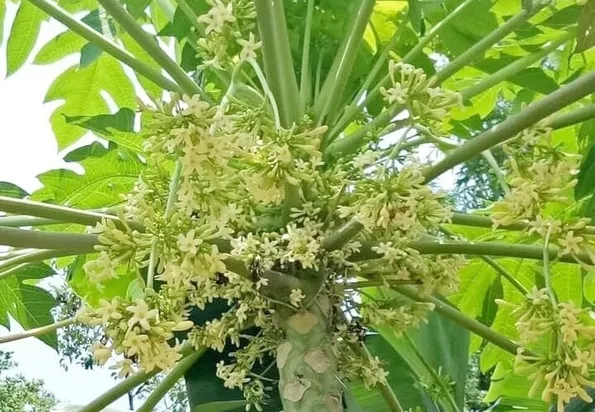 Product image - B56 - Hạt giống Đu Đủ Đực F1