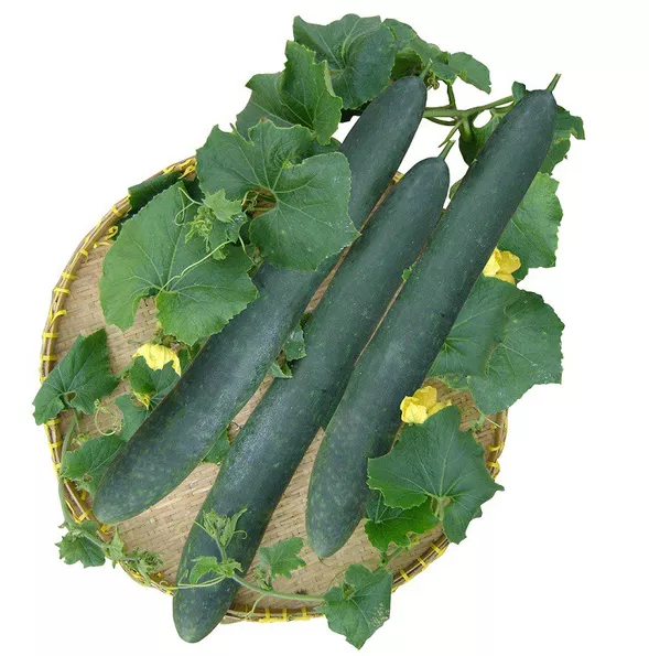 Product image - B18 - Hạt giống Bí Đao Xanh trái dài F1