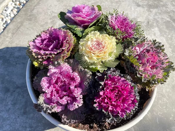 Product image - Hạt Bắp Cải Hoa Hồng