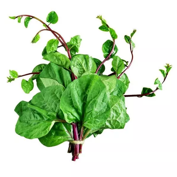 Product image - A07 - Hạt giống Mồng Tơi Đỏ