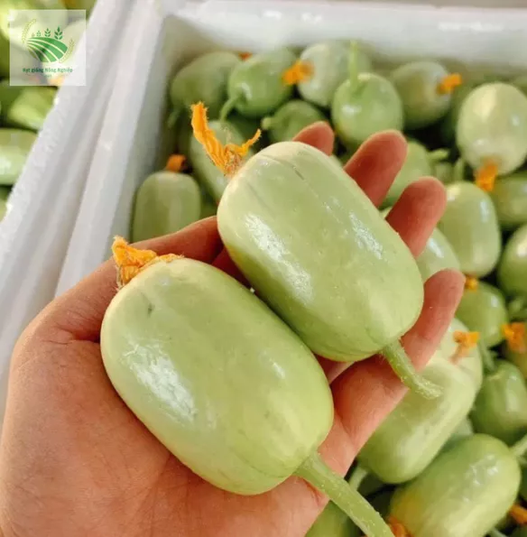 Product image - B39 - Hạt giống Dưa Chuột Ngọc Nữ F1